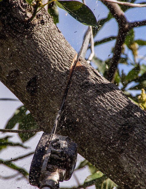 A tree branch being cut