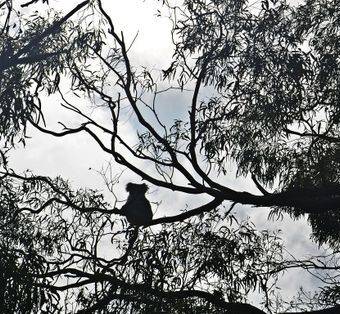 A koala in a tree