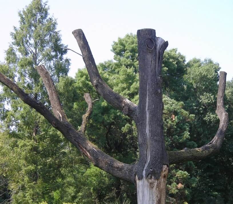 A tree which has died because of lopping