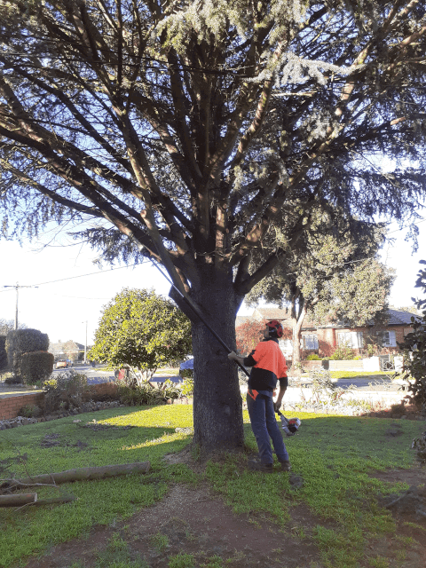 A man pruning a tree