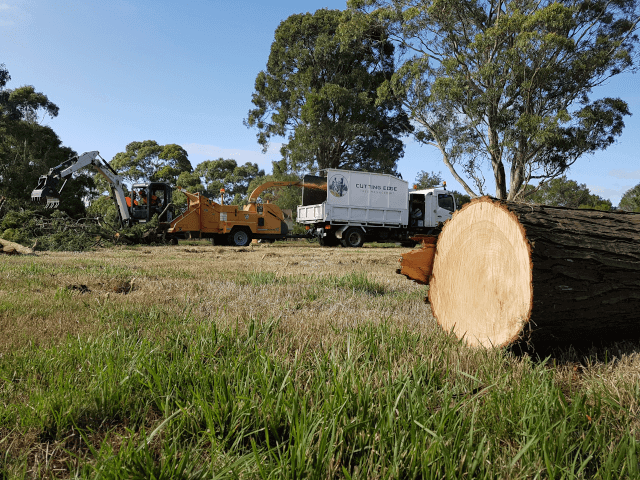 A tree log